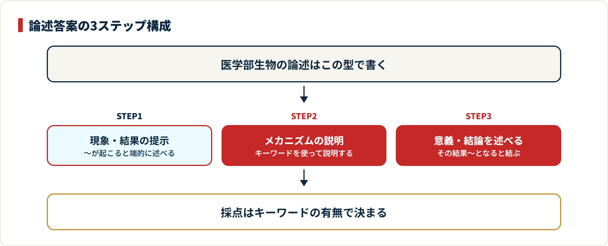 医学部生物の論述答案を、現象の提示・メカニズムの説明・結論という3ステップで構成する型を示した図。