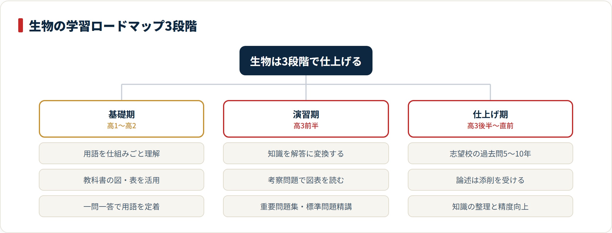 医学部生物の学習を基礎期・演習期・仕上げ期の3段階に分け、それぞれの学習内容と使用教材を整理した図。